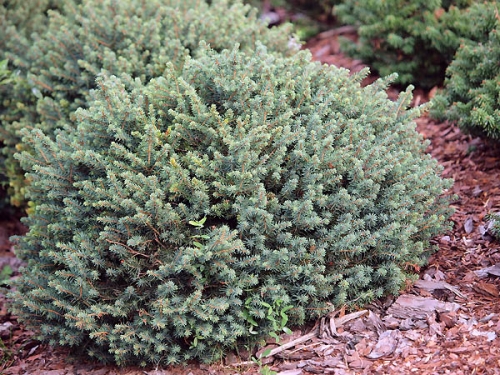 Picea omorika 'Karel' 